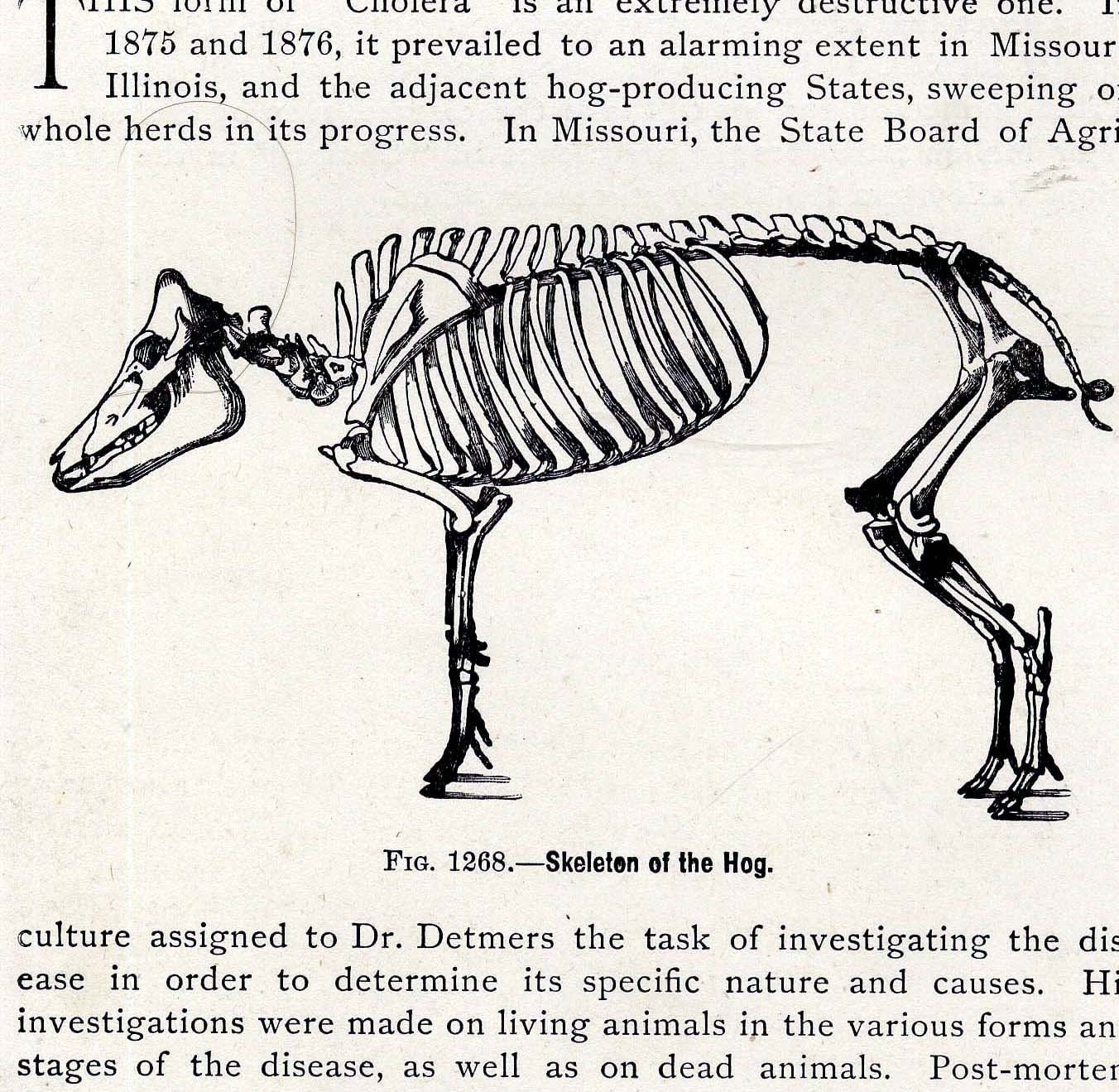 Hog Pig Skeleton Anatomy Vintage Chart 1915 Antique Natural