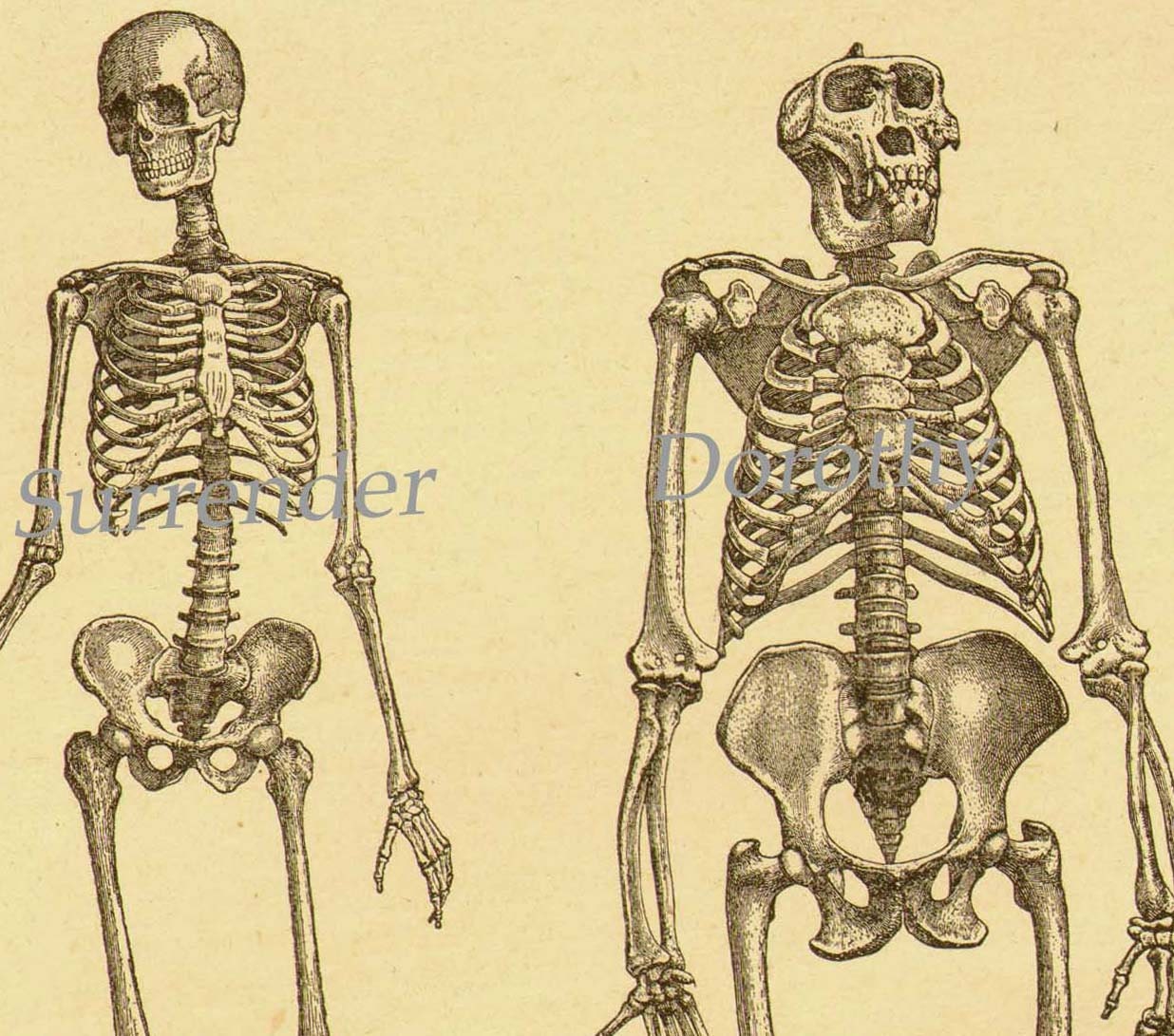 Human & Gorilla Skeletons Antique Anatomy Engraved