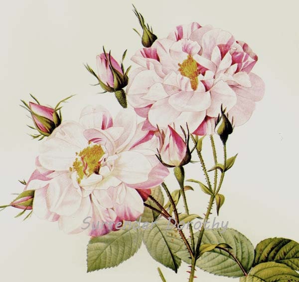 York & Lancaster Rose Redoute Vintage Flower Botanical