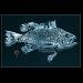 lefish