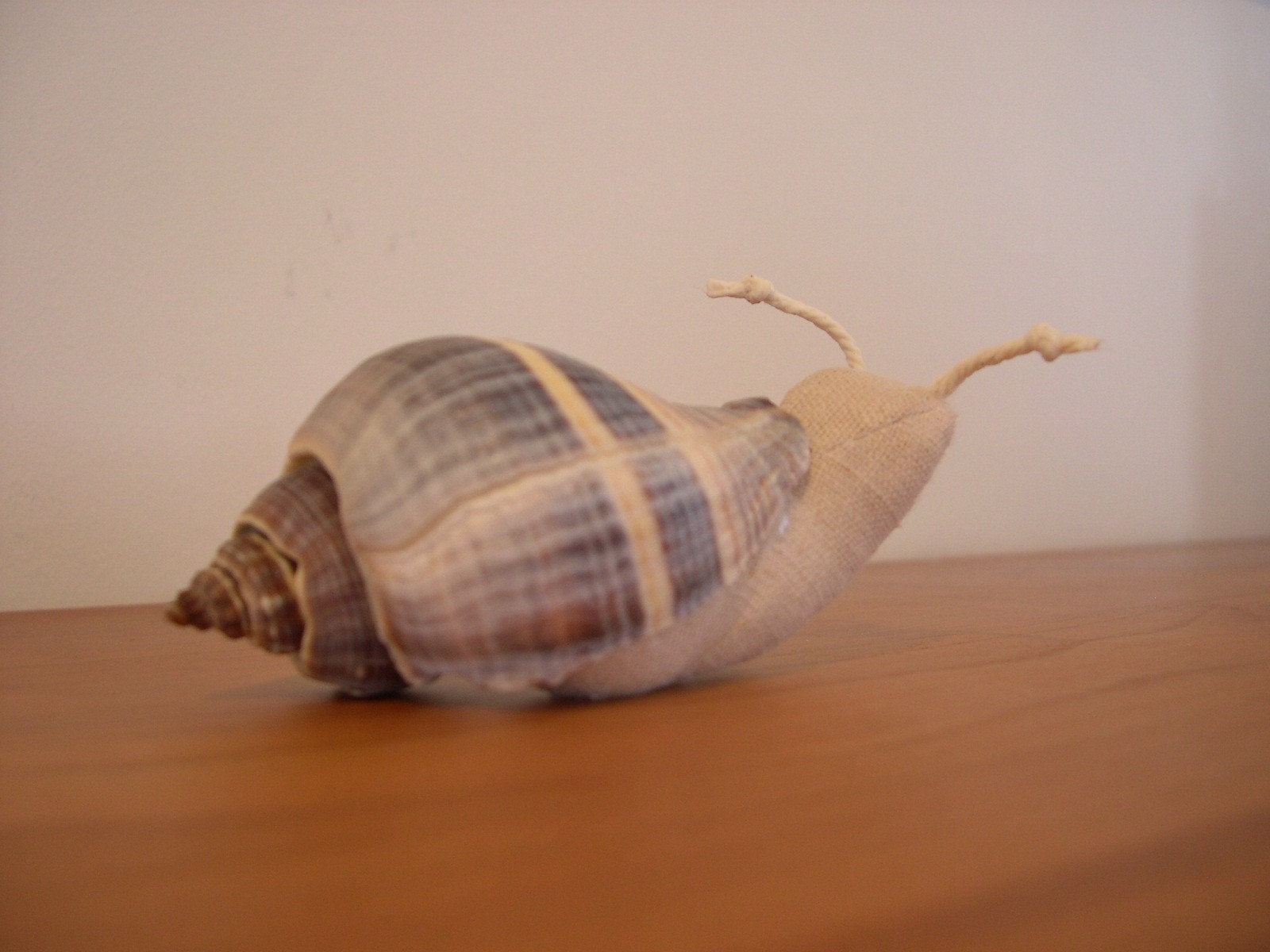 soft snail in a real shell