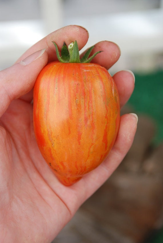 Tomato 'Plum Tigris' Open Pollinated Tomato Seeds