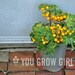 Hahms Gelbe Topftomate - RARE Dwarf Yellow Tomato