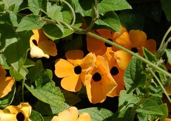 Black-Eyed Susan Vine Thunbergia alata Yellow Vining Plant