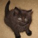 kittyrex