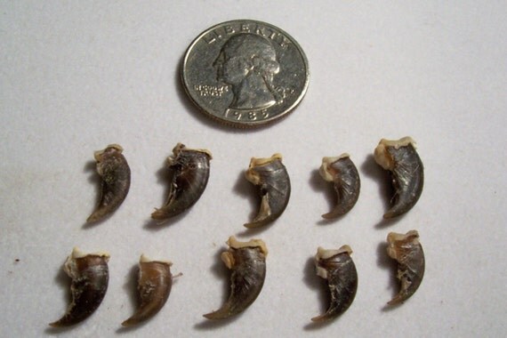 Items similar to Package of 10 RACCOON CLAWS cross drilled 1703 on Etsy