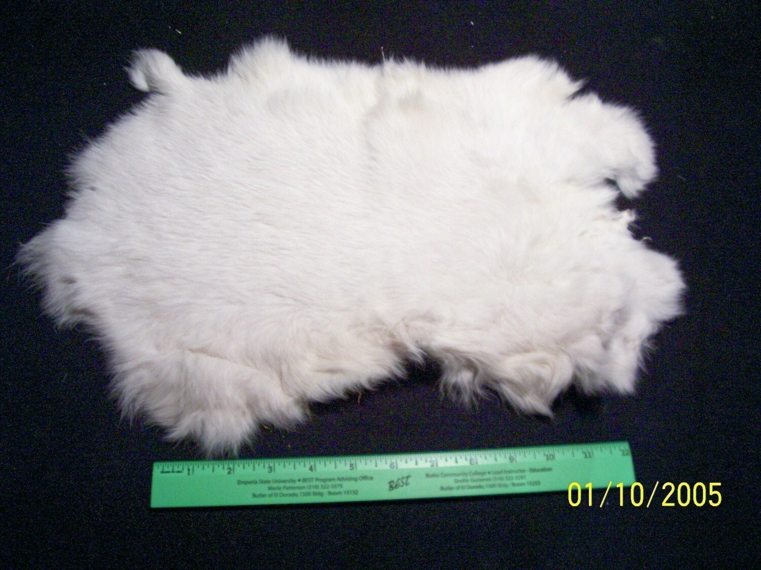 WHITE RABBIT FUR pelt 3618
