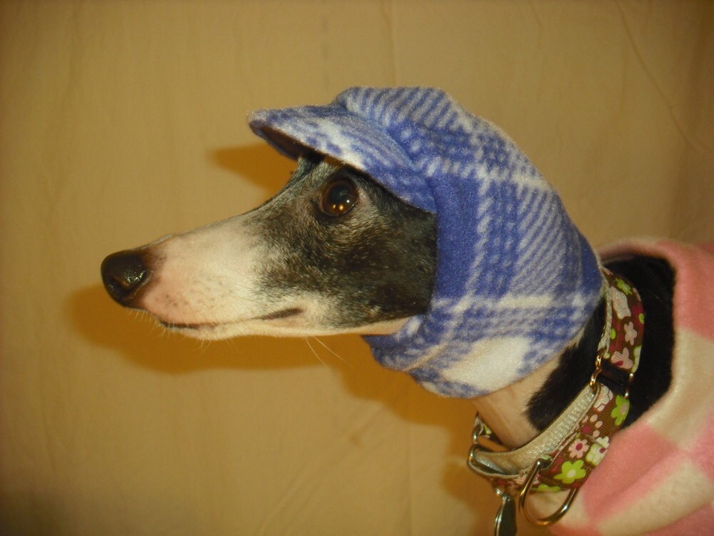 italian greyhound hat