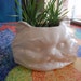 Kat grass planter