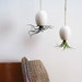 Hanging AirPlant Pod - Gorgeous Glossy White