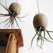 RESERVED Hanging AirPlant Pod (tm) - Natural Moroccan Sand and 3 free air plants to go with previous order
