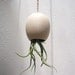 Hanging Air Plant Pod (tm) - natural buff colored stoneware