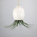 RESERVED - Hanging Air Plant Pod Planter (tm) TRIO - 3 small matte white pods and 3 free air plants