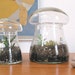 Large Terrarium Kit - Vintage Glass Mushroom