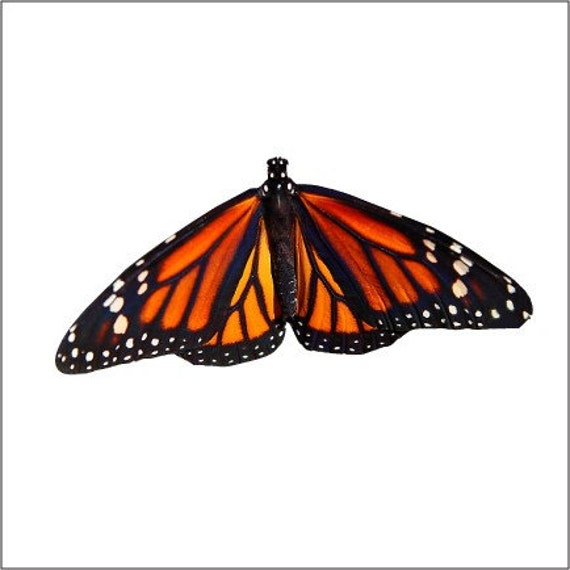 Monarch Butterfly Design 7 Vinyl Decal Varying by WilsonGraphics