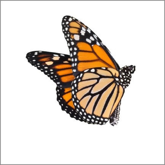 Monarch Butterfly Design 3 Vinyl Decal By Wilsongraphics On Etsy 