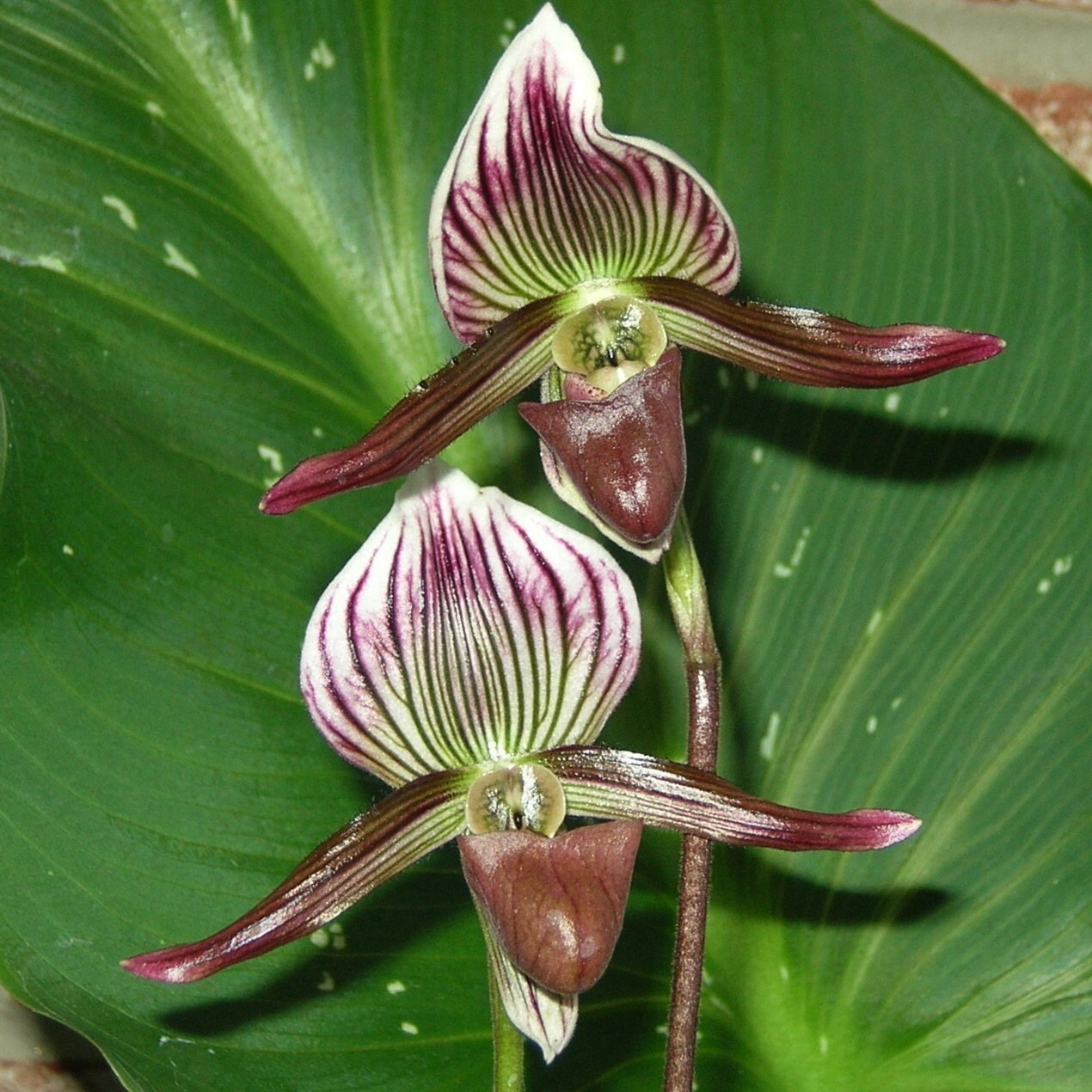 Paphiopedilum barbatum orchid