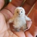 baby barn owl Little wee felted pet critter