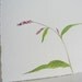 Watercolor Botanical Pink Lady's Thumb Original Painting