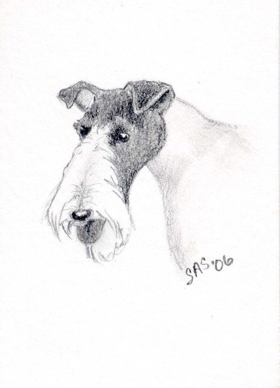 ACEO original art WIRE FOX TERRIER DOG pencil drawing by artbysas