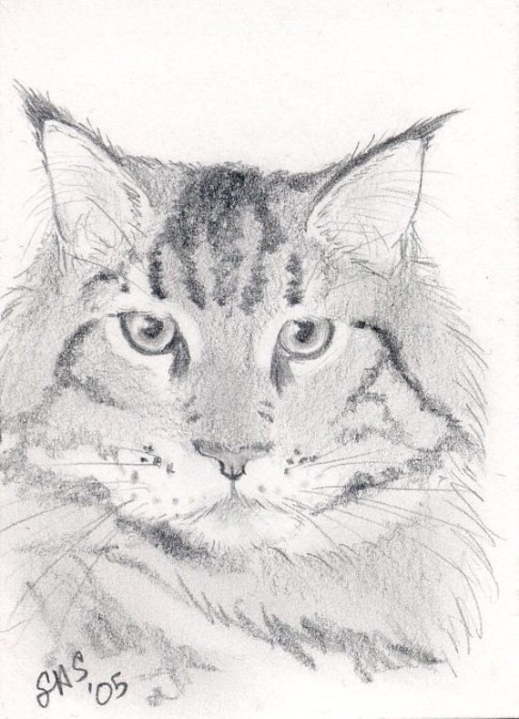 maine coon coloring pages - photo #6