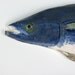 Spanish Mackerel Ceramic fish decorative art wall hanging