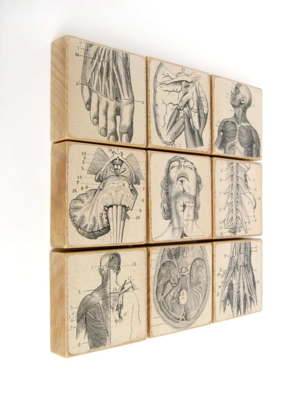 Anatomical Dissection Set of 9 EPHEMERA ART BLOCKS 1892