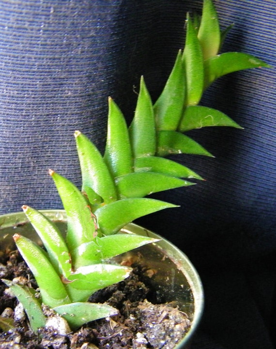 Dragon Tail Succulent Rootle