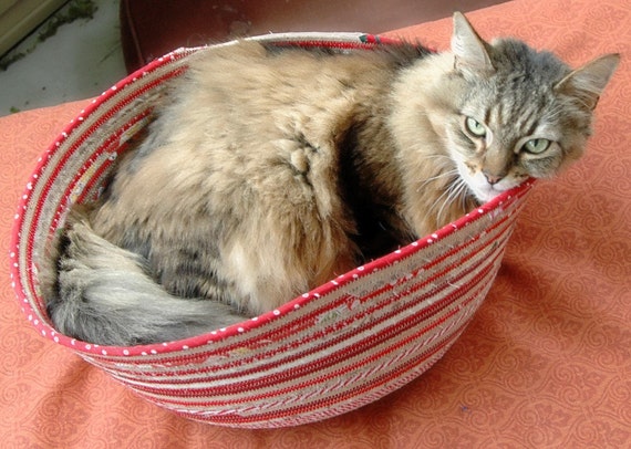 cat snuggle toy