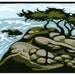 MONTEREY CYPRESSES linocut