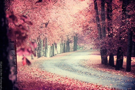 think pink fairytale photography misty pink tree image