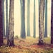 Woods - Fairytale Photography - Forest Photos - Muted, Soft, Zen - Nature Photographs - Landscape