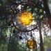 Reserved, SALE, Hunters Moon, Copper and Glass Windchime
