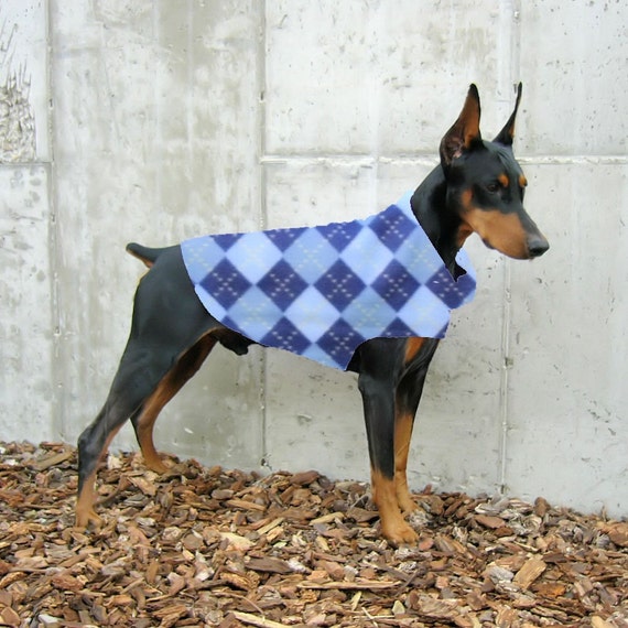 Doberman single coat