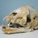 unidentified mammal skull