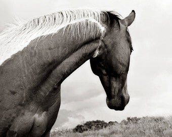 Horse Photograph - Black and White Horse Photography, 8x10 Horse Photo, Elegant Nature Horse Portrait