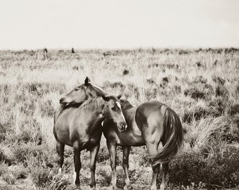 Horse Photography - black and white horse photograph, 8x8 two wild horses photo - love, couple, romance
