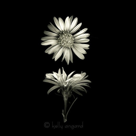 botanical art photograph fine art botanical photography