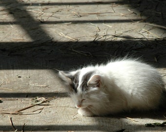 Kismet Barn Kitty Photograph 8 X 10