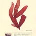 Original Seaweed Pressing, Palmaria palmata Collage,11644 Alganet Botanical Art, Wall art