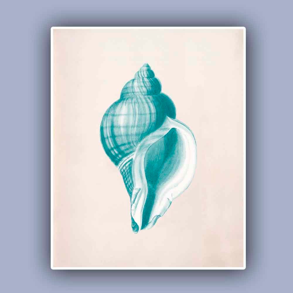 vintage-seashells-prints-set-of-six-8x10-turquoise-green