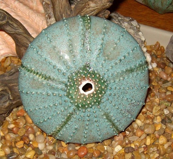 wall art sea urchin in ancient turquoise blue by EarthElements