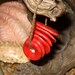 6 coral red ceramic pinch disc beads - handformed silver dollar or flower petal shaped stacking spacer beads