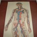 1922 BLOOD VESSELS of the Human Body Antique Color Plate Illustration for Altered Art or Framing