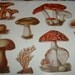 1934 MUSHROOMS Poisonous Fungi Antique Color Plate for Altered Art or Framing
