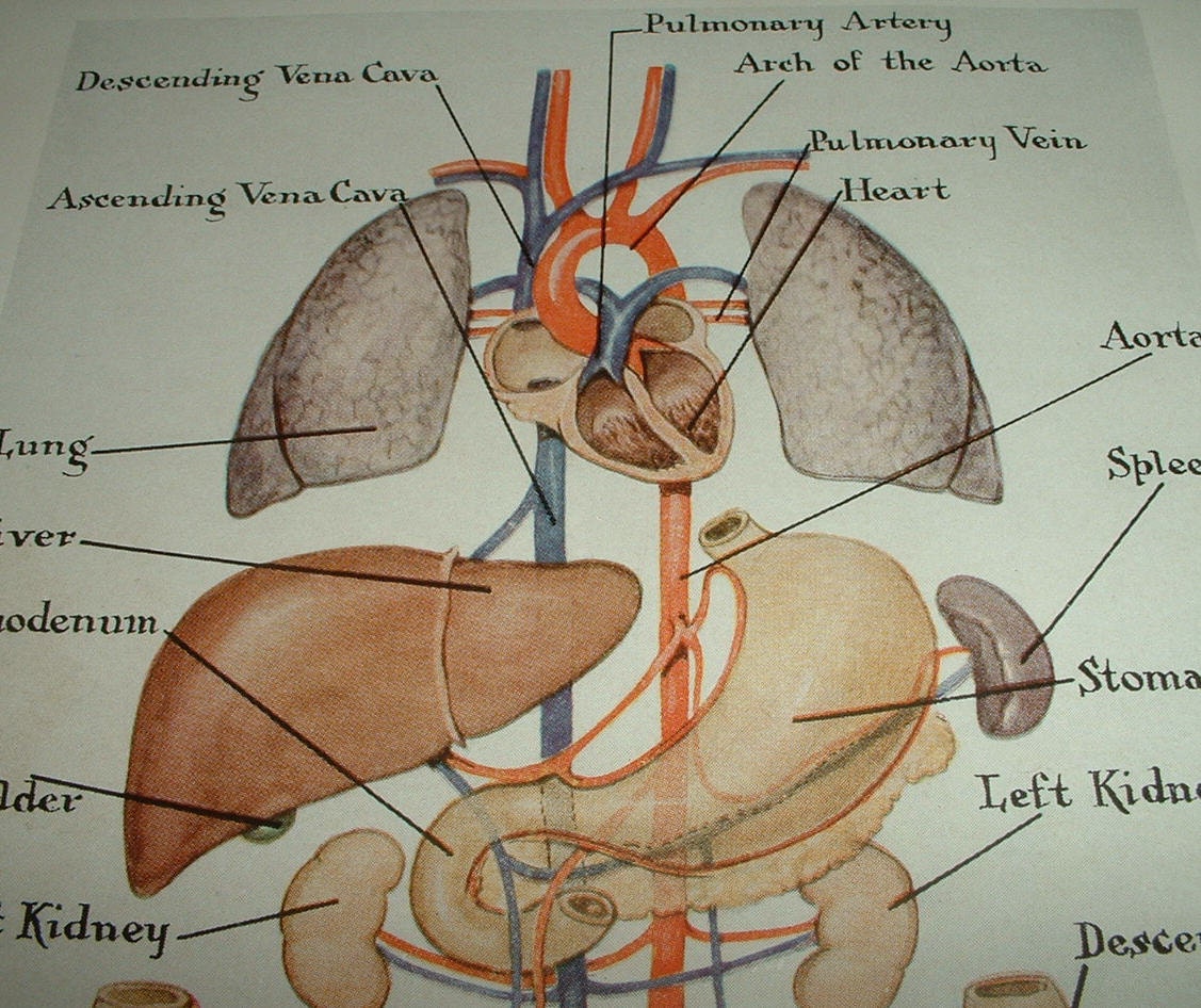 Anatomy Of Human: human anatomy organs