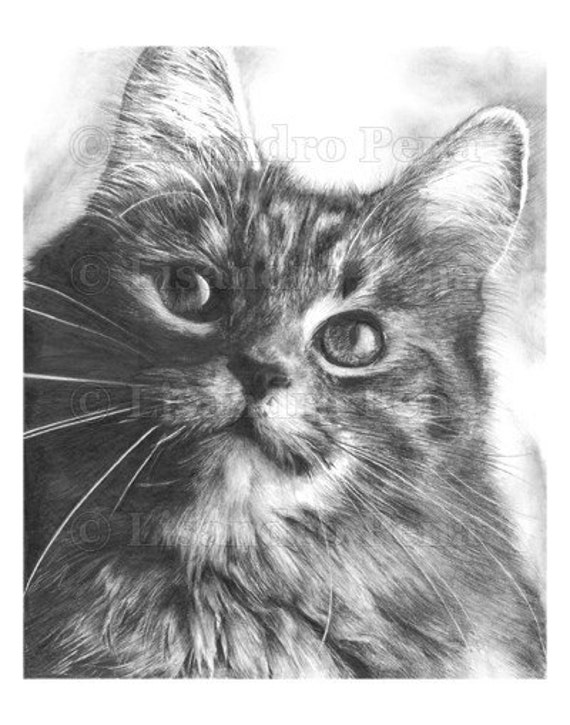 11x14 Maine Coon Cat Pencil Drawing PRINT by Lisandro Pena