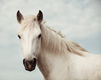 Equus - Nursery Art Print, Nursery Decor, Horse Photography, Wall Decor, Childs Room, Nature Print, Summer, White Horse, Blue Sky