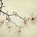 RESERVED FOR JENNIFER - Flower photograph, Magnolia, Nature Photography, Pale Cream, Pink, Wedding, Spring, Pastel - The soft explosion