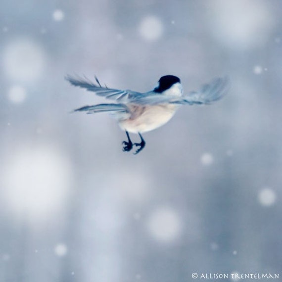 Little Feet cute little bird flying away fine art